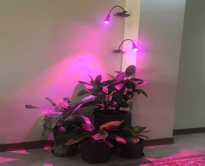 لامپ مخصوص رشد گیاه